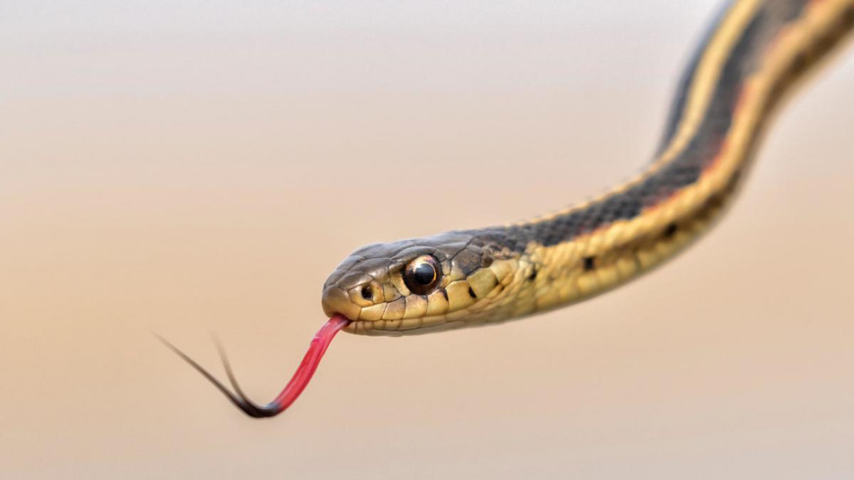 Encuentran cabeza de serpiente en comida de avión (VIDEO)