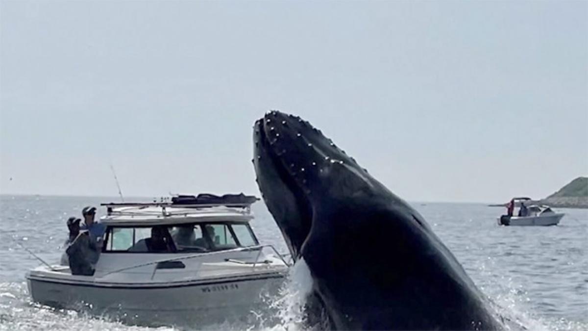 Ballena jorobada salta y golpea a embarcación en Massachusetts, EU (VIDEO)