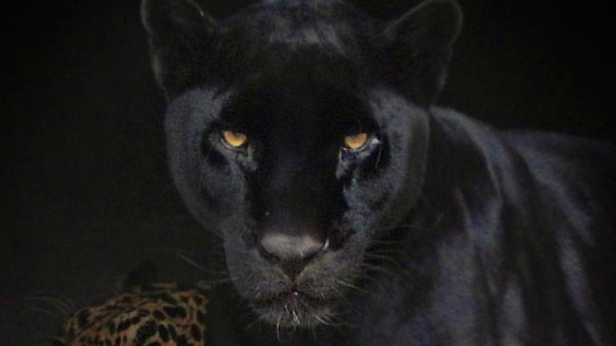 AZCARM acusa a Profepa de "poner en riesgo" la vida de los felinos del Black Jaguar-White Tiger