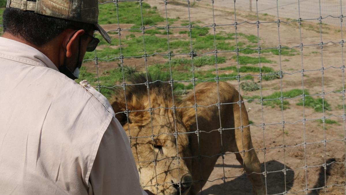 Profepa traslada 90 animales del del Black Jaguar-White Tiger a cinco estados