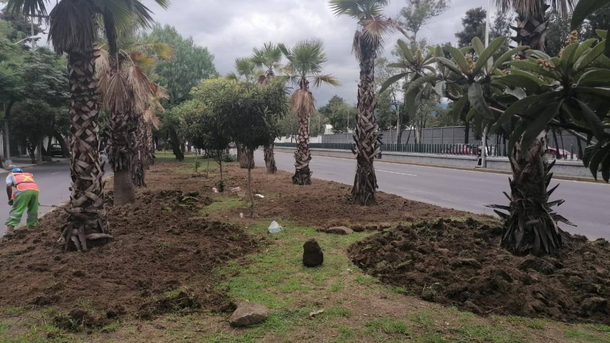 Retiran 300 palmeras muertas de cuatro alcaldías de la CDMX