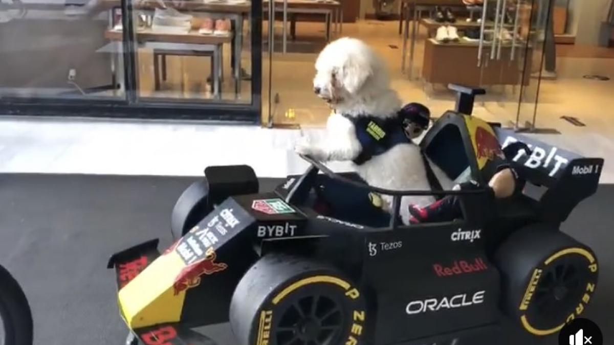 VIDEO: Él es Fabbio, el perrito que viaja en una réplica del RB18 de Checo Pérez