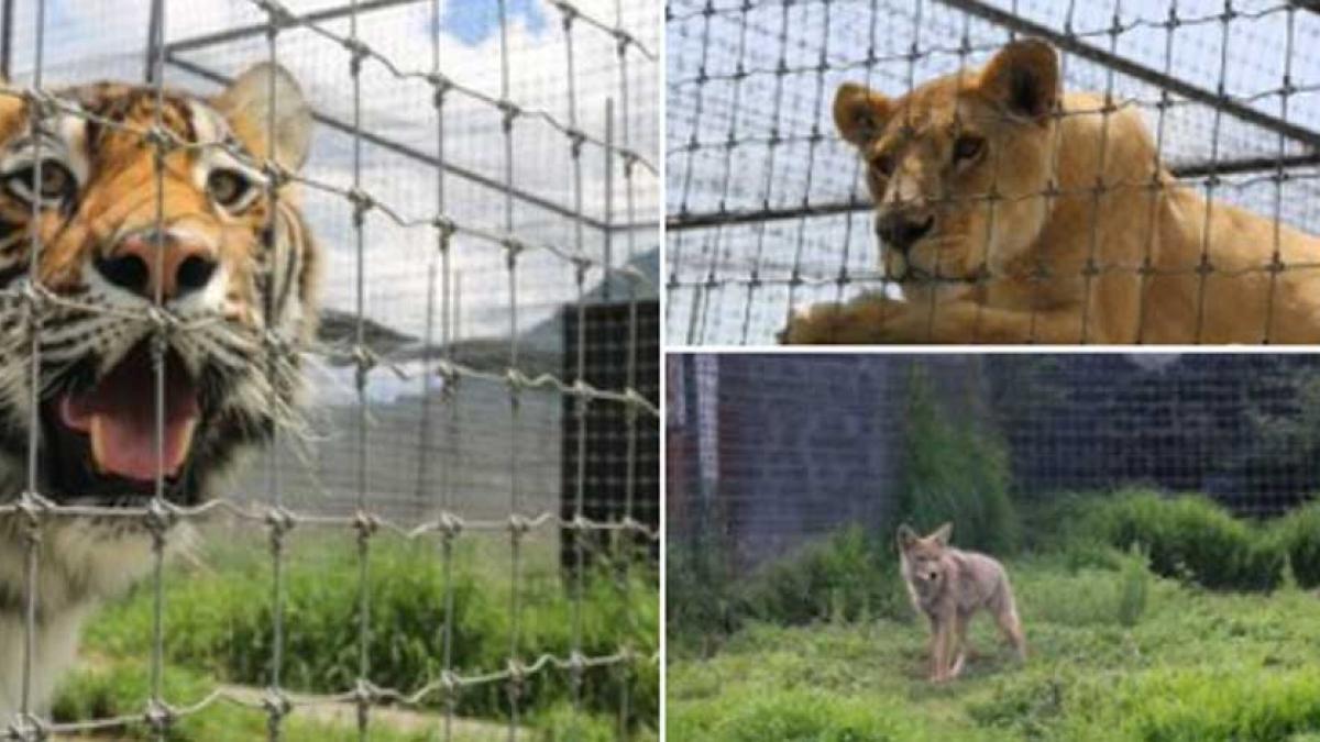 Profepa traslada a más de 100 animales del Ajusco a cinco estados en días recientes