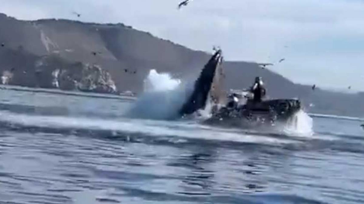 Ballena jorobada no se comió a dos mujeres que remaban en kayak en California (VIDEO)