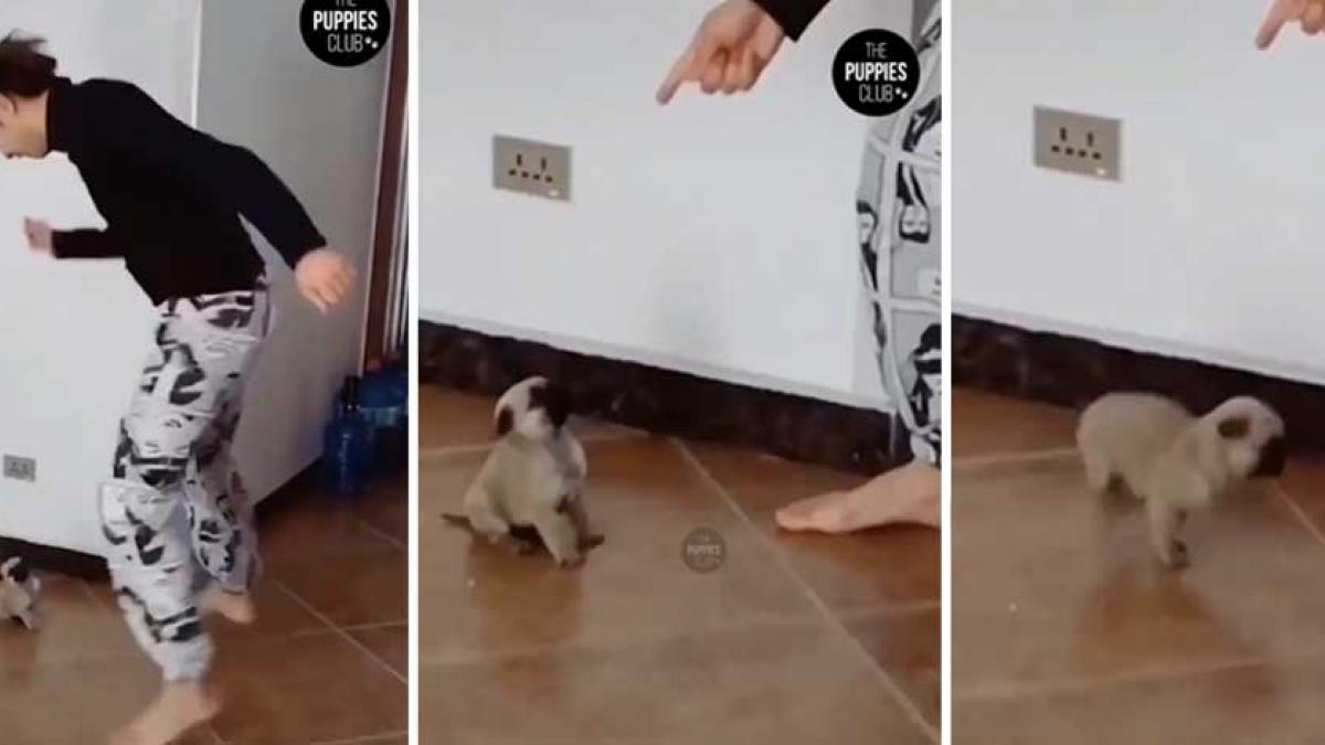 Cachorro desata tiernos comentarios al imitar saltos y giros de un hombre (VIDEO)