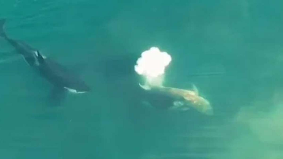 Orcas tiñen el mar de rojo: Arrancan hígado a un tiburón blanco para devorarlo (VIDEO)