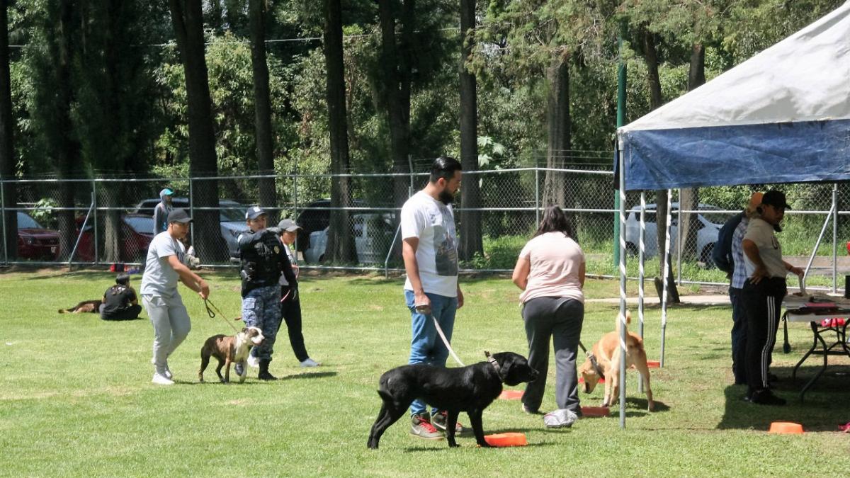 Brigada de Vigilancia Animal de la SSC rescata a más de 800 lomitos de la CDMX