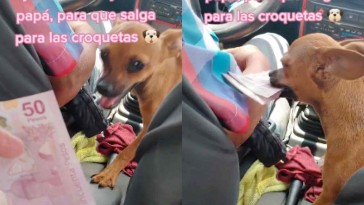 Taxista trabaja con su perrita "Chiqui" que cobra el pasaje a los usuarios (VIDEO)