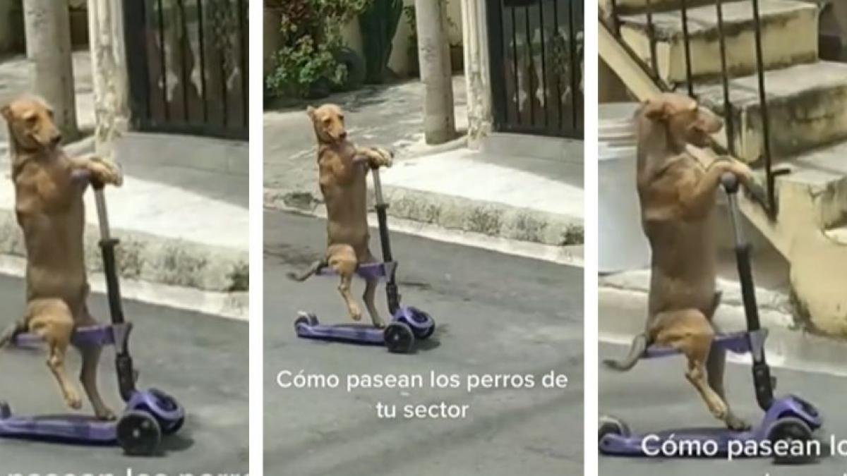 Perrito pasea feliz en su scooter; usuarios piden que le pongan casco (VIDEO)