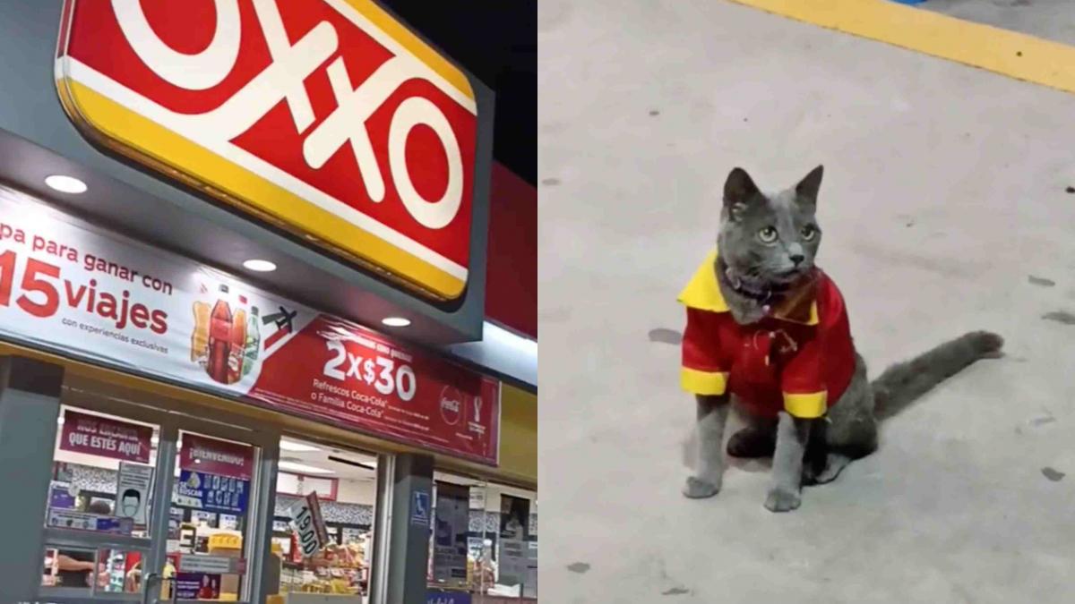 Captan a gatito con uniforme del Oxxo y se vuelve viral (VIDEO)