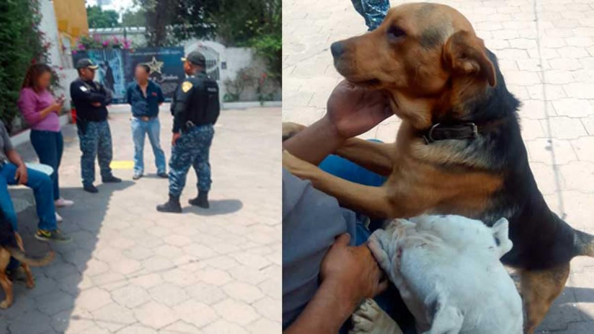 Reportan maltrato a lomito en asociación de charros; Brigada Animal acude en su ayuda