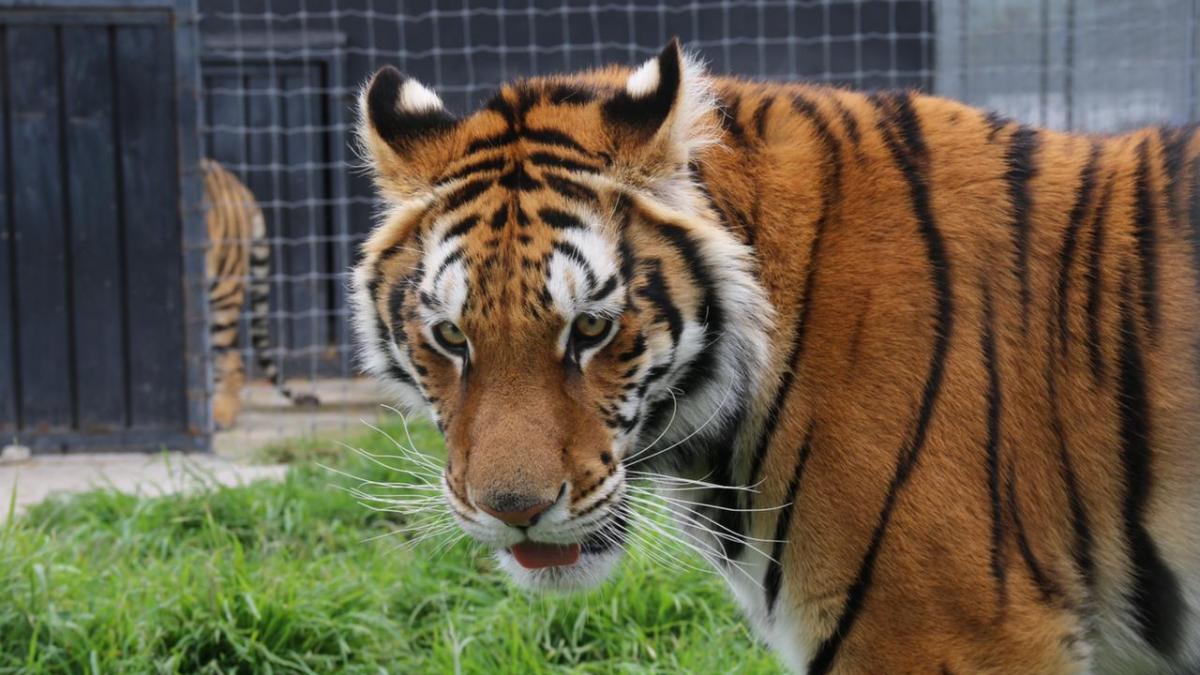 Profepa ha trasladado a 121 animales de fundación del Ajusco