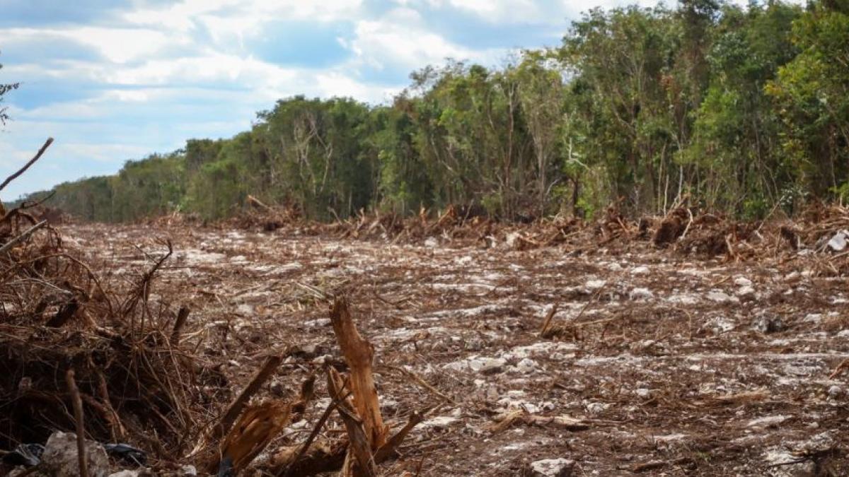 "Decreto del Tren Maya vulnera equilibrio ecológico": PAN; asegura que AMLO impulsa un sistema autoritario