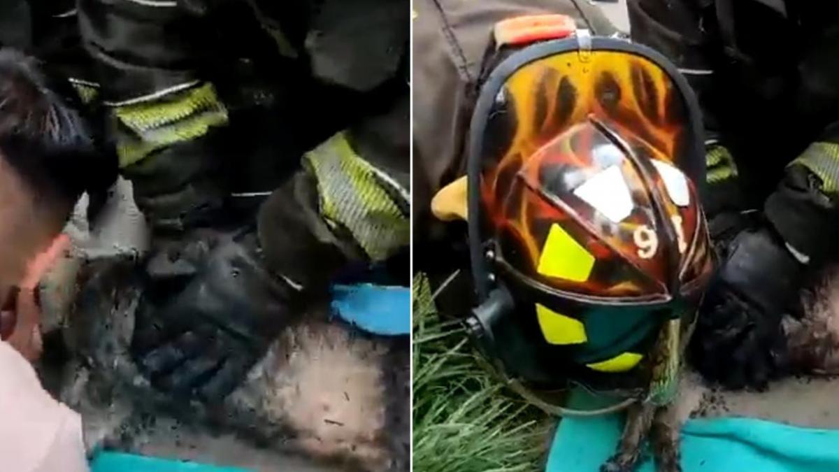 Bomberos sofocan incendio y reaniman a perrito rescatado en Iztapalapa (VIDEO)