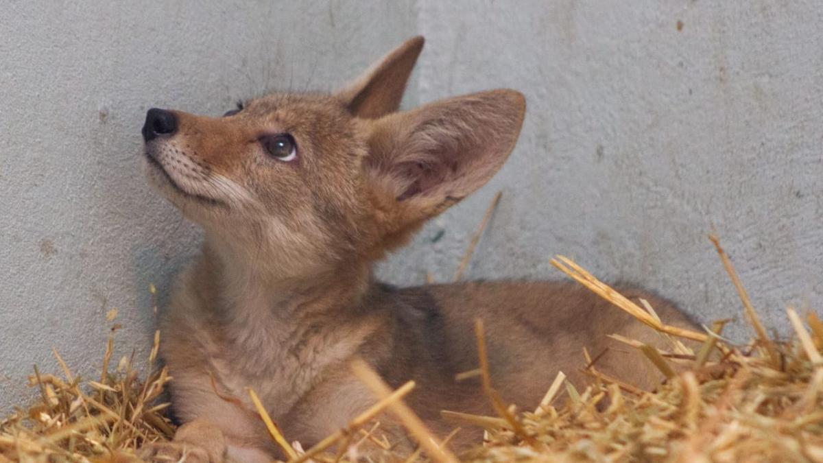 Cría de coyote rescatada de Azcapotzalco tiene buena salud y recupera peso: Sedema