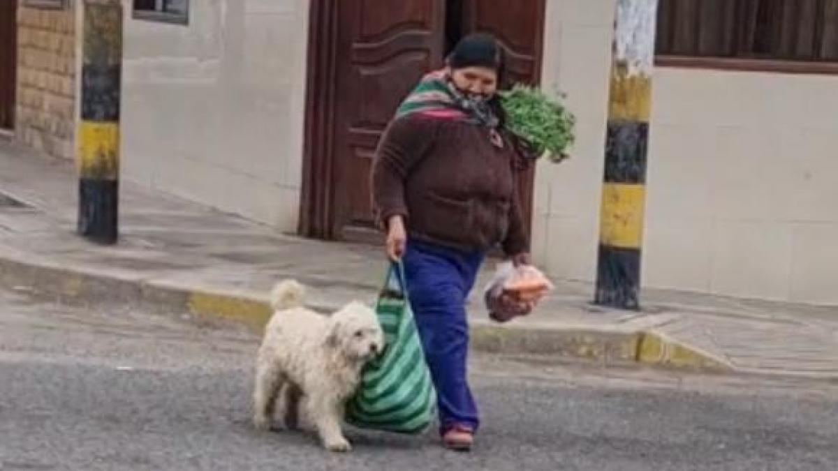 Captan a perrito ayudando a su dueña a cargar la bolsa de las compras (VIDEO)