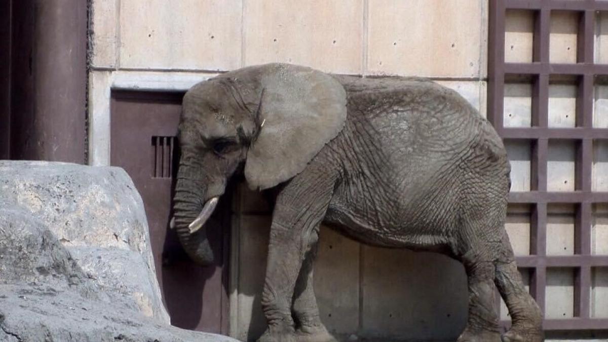 Van por crear comisión para vigilar estado de salud de la elefanta Ely en el zoológico de Aragón