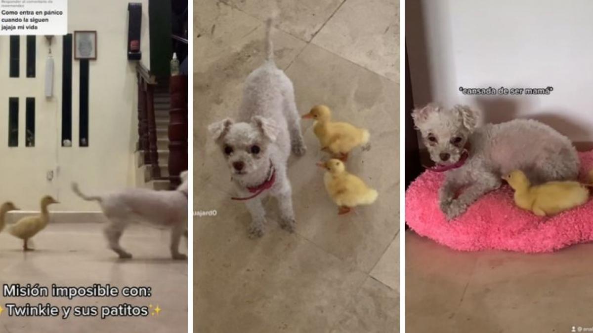 Perrita se convierte en "mamá"; patitos la adoptan como tal y no dejan de seguirla (VIDEOS)