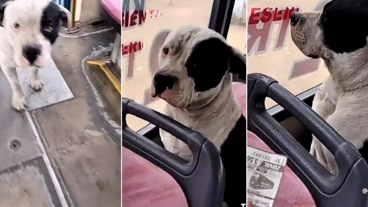 “No se haga el dormido”: perrito sube a autobús y se niega a pagar el pasaje (VIDEO)