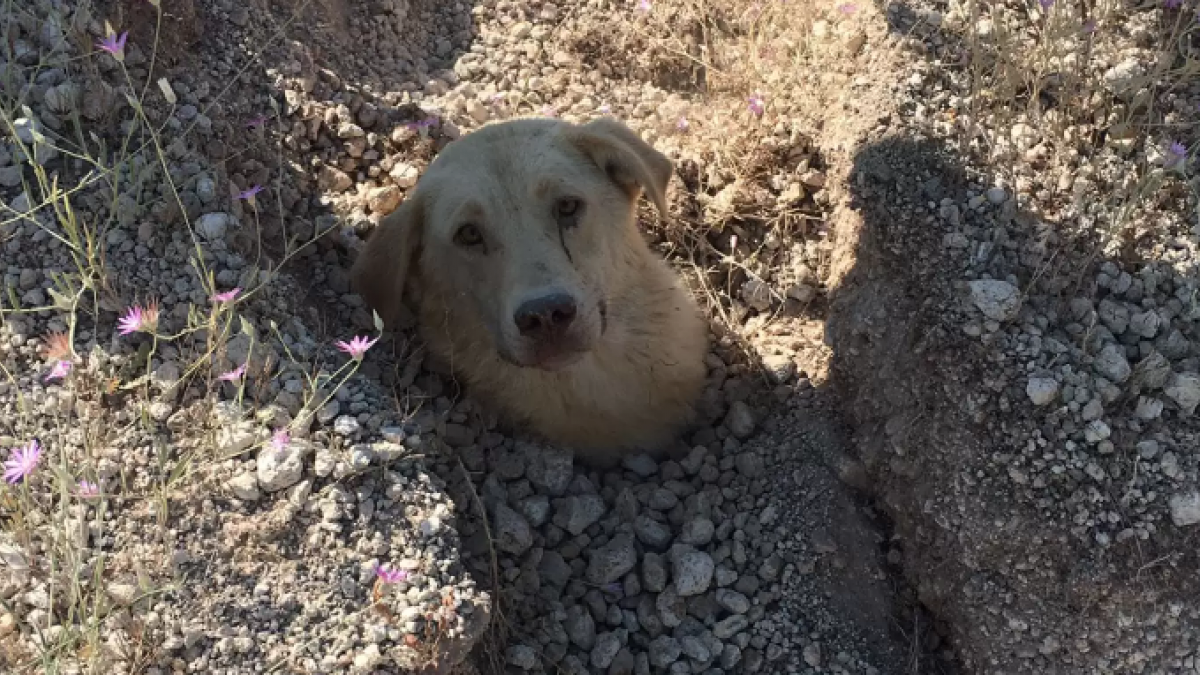 Perrita es enterrada hasta el cuello junto a sus cachorros, veterinario logra rescatarlos