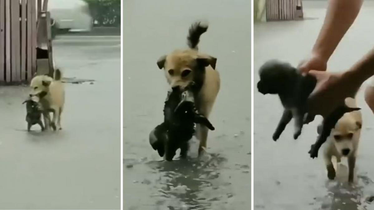 Perrito salva a cachorro de inundación; usuarios afirman que da una "lección de bondad" (VIDEO)