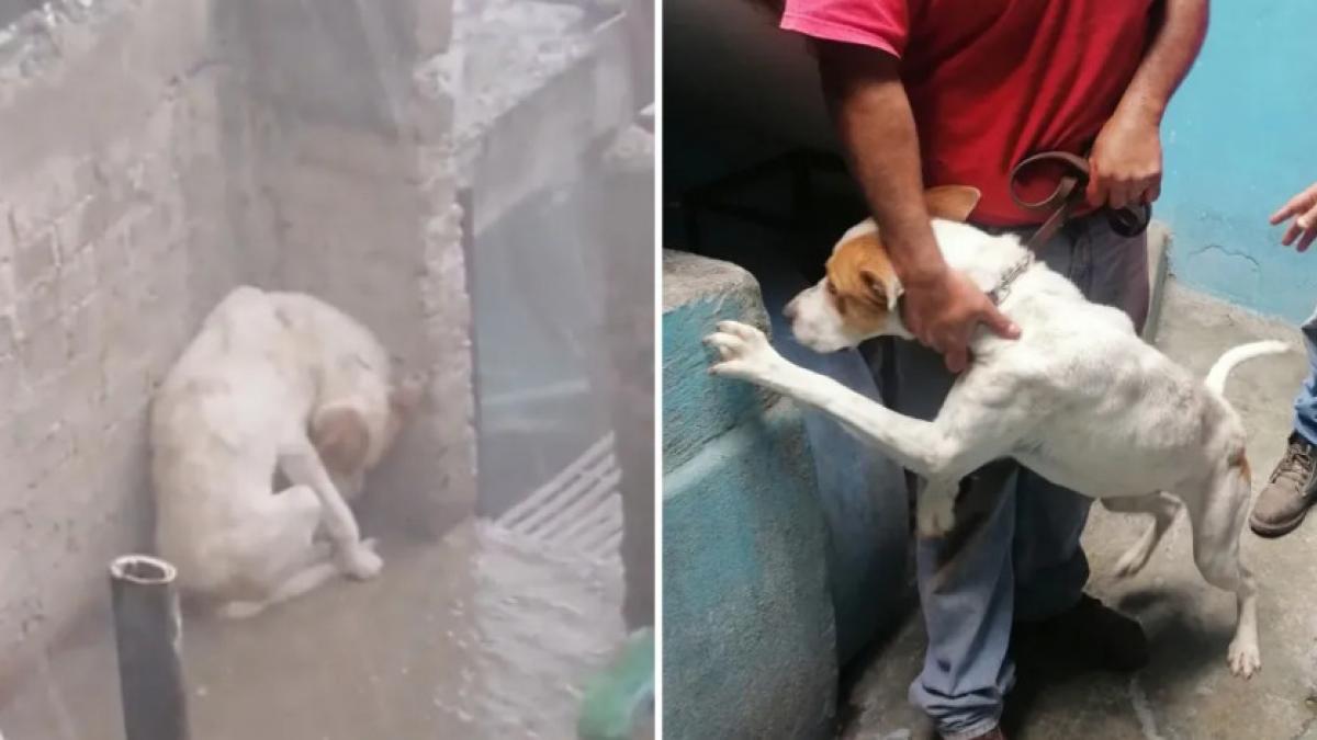 Rescatan a Leo, perrito maltratado en la GAM; estaba expuesto a lluvia y granizo