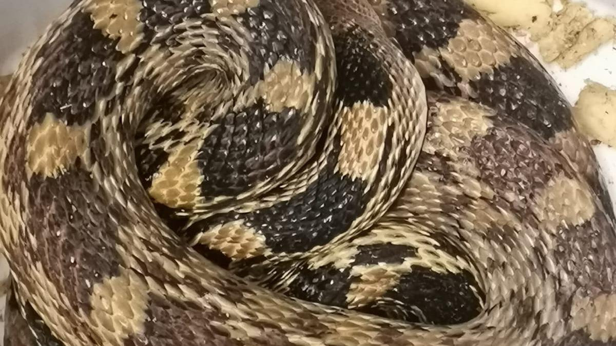 Hallan serpiente en estación del Metro de la CDMX