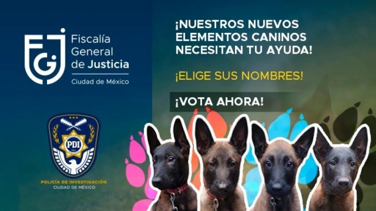 PDI tiene nuevos elementos caninos: Así puedes votar para ponerles nombre