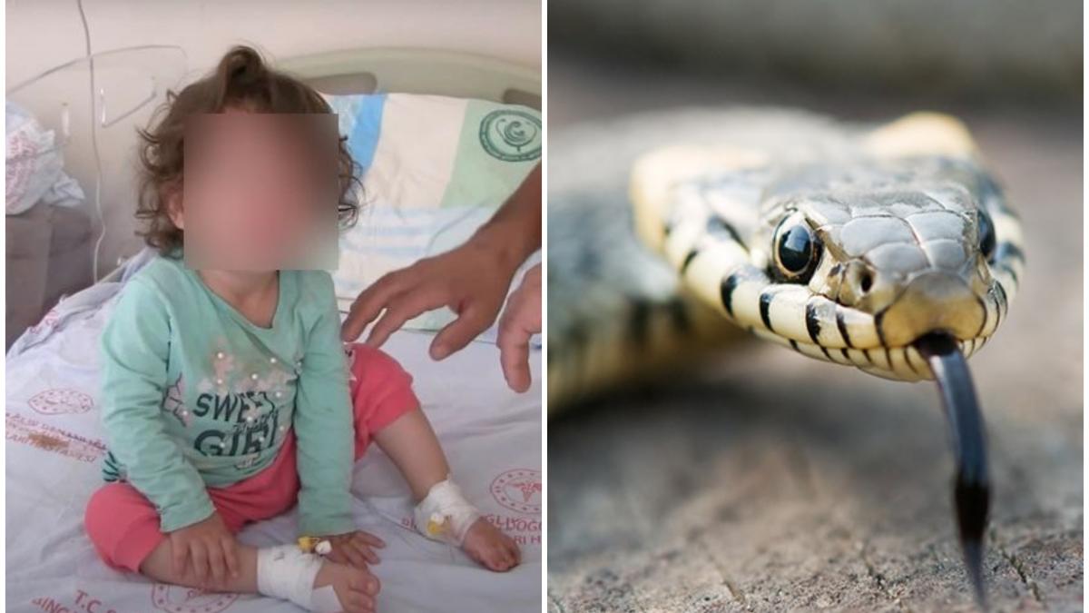 Pequeña de dos años mata a una serpiente a mordidas, la serpiente habría atacado primero