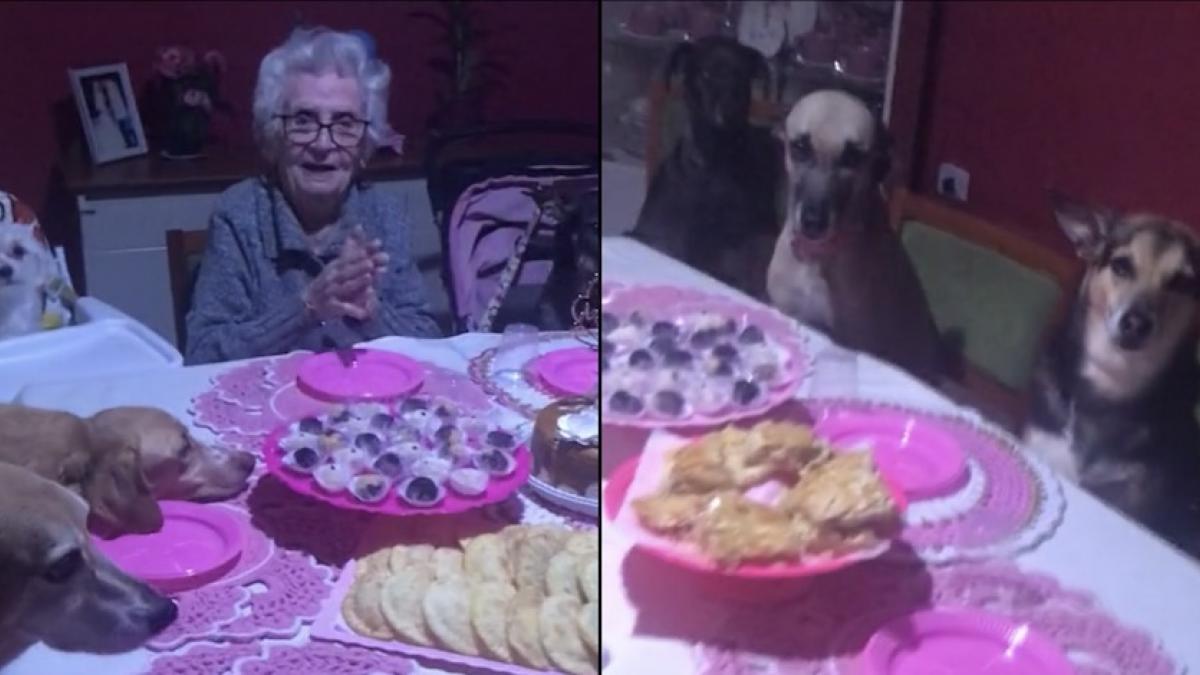 VIDEO: Abuelita celebra su cumpleaños 89 en compañía de sus diez perritos; se vuelve viral