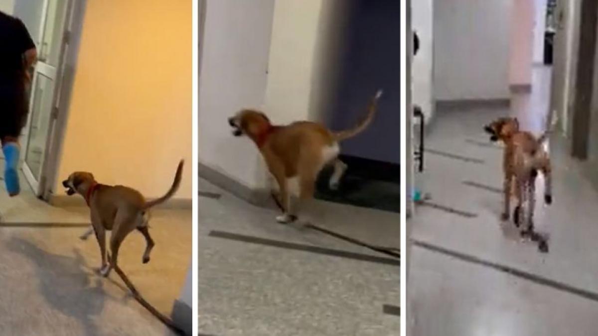 Perrito empático camina en tres patas para imitar a su cuidador que tiene un pie enyesado (VIDEO)