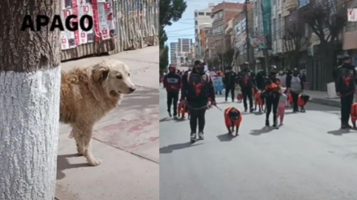 Perrito en situación de calle se pone triste durante desfile al ver que otros lomitos tienen cuidador (VIDEO)