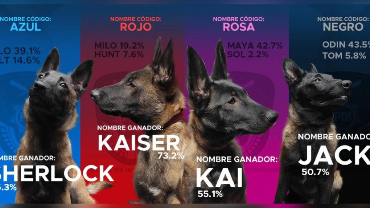 ¡Perritos al rescate! Conoce a los nuevos integrantes caninos de la PDI (FOTOS)