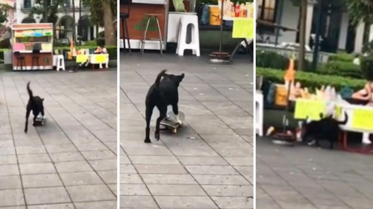 Perrito en patineta se estrella contra puesto de aguas frescas (VIDEO)