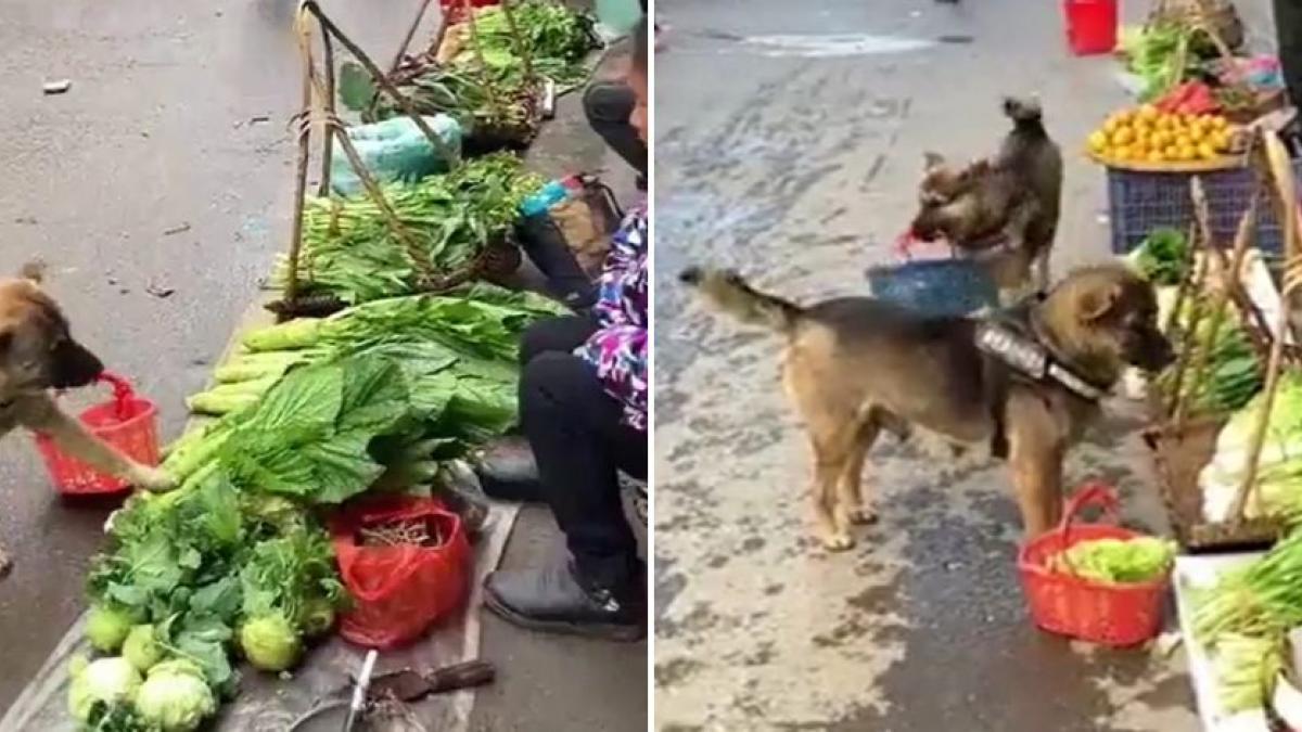 ¡No olviden el cambio! Perritos van solos al mercado a comprar frutas y verduras (VIDEO)