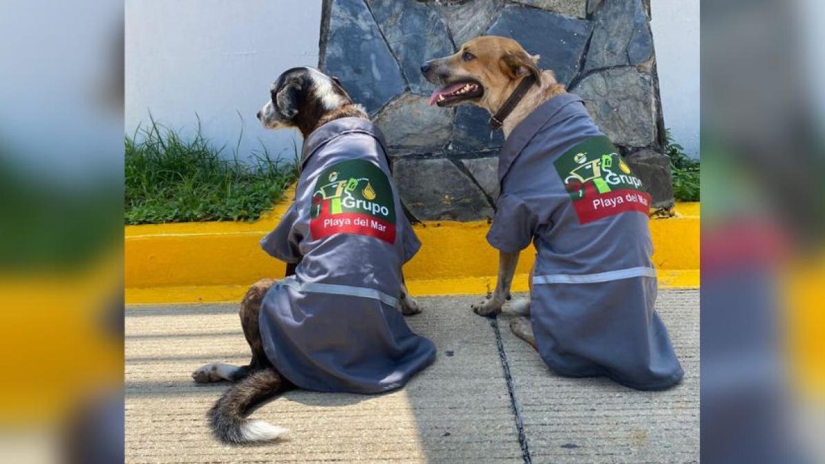 Perritos en situación de calle consiguen trabajo como "gasolineros" (FOTOS)