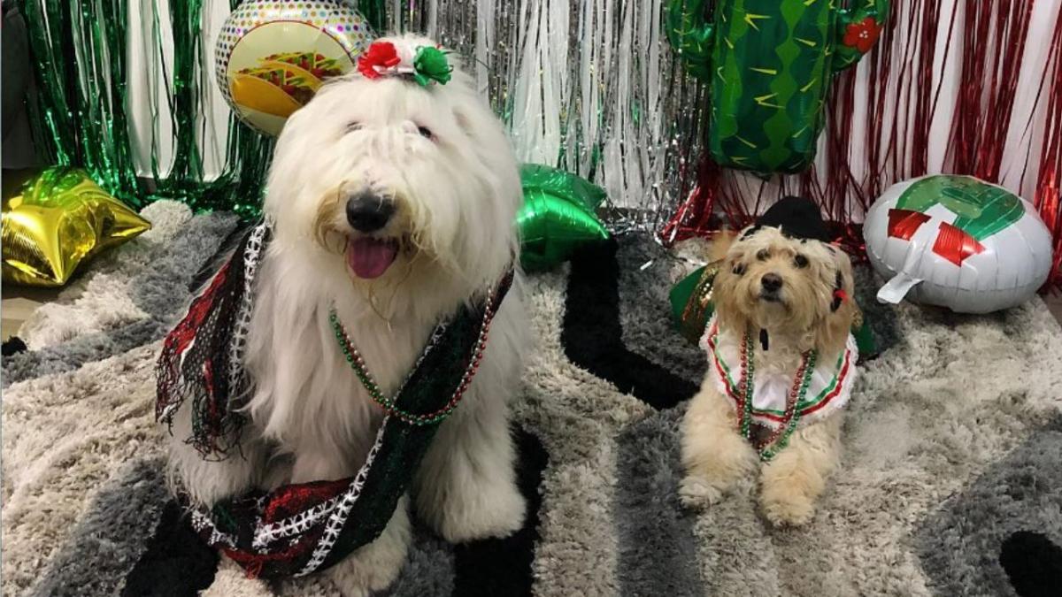 ¡Que Viva México! Perritos patrios celebran con sus mejores atuendos mexicanos (FOTOS)