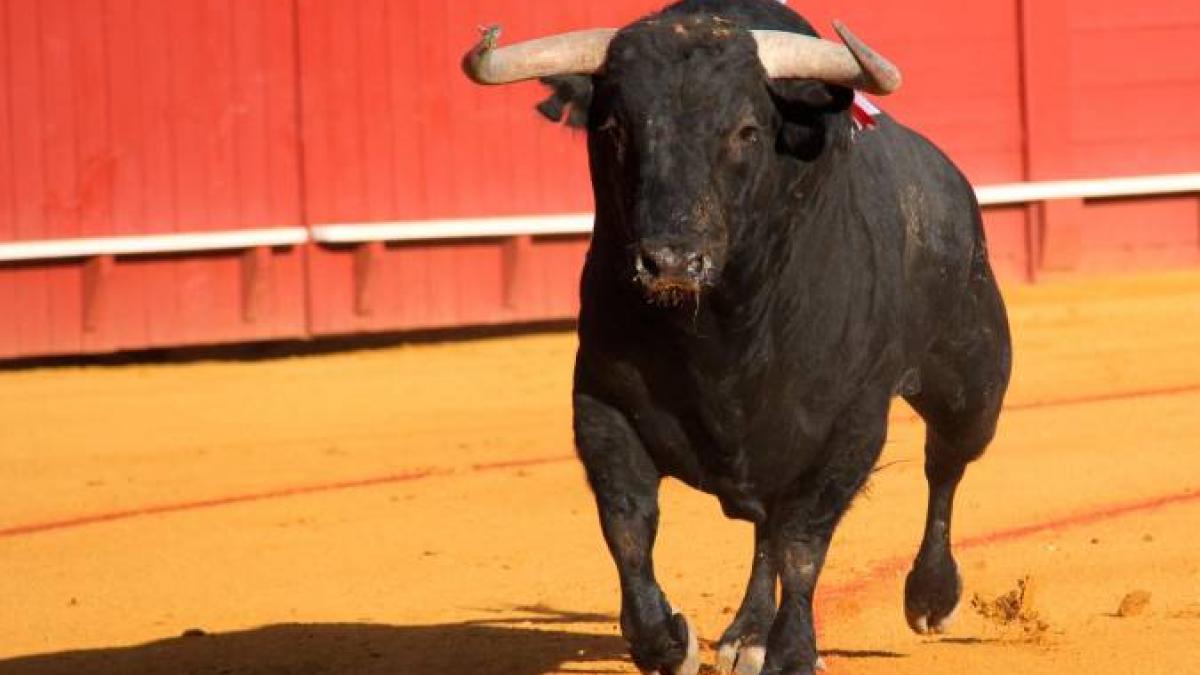 Toro "se hace el muerto" y mata al carnicero que lo iba a destazar