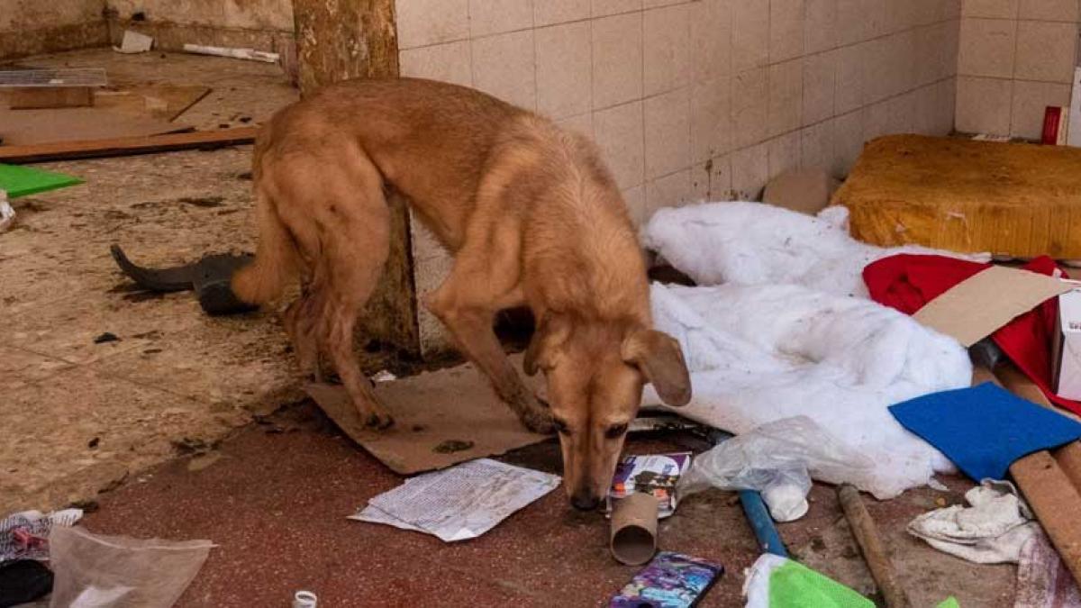 Autoridades encuentran decenas de perros maltratados en una casa de la alcaldía MH