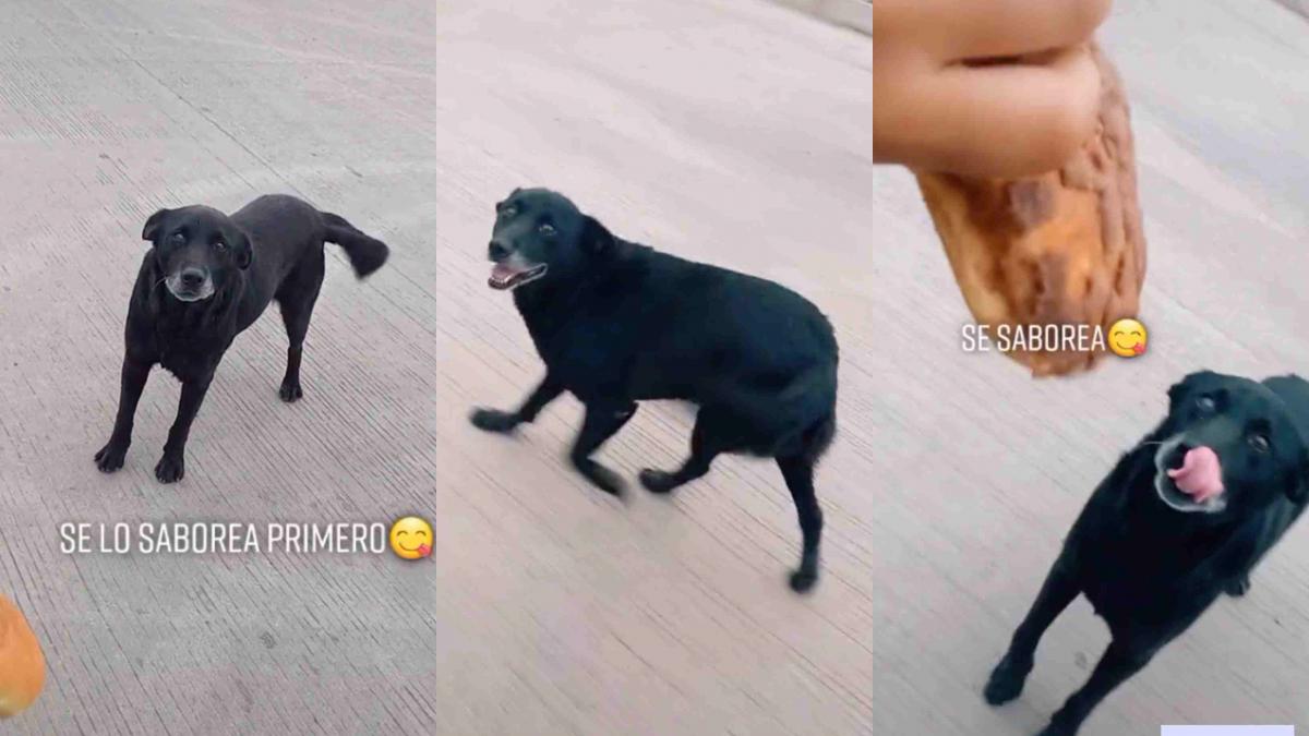 Perrito espera todos los días en la calle para que le den un pan; VIDEO enternece las redes