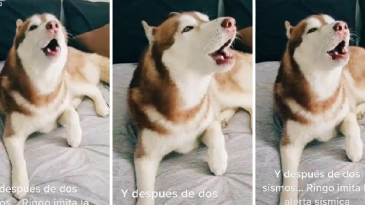 Perrito "sísmico" se vuelve viral por imitar la alerta tras temblores en México (VIDEO)