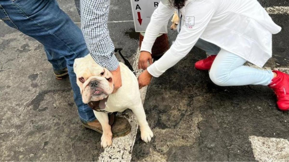 ¡Protege a tu lomito! Arranca jornada antirrábica masiva en CDMX