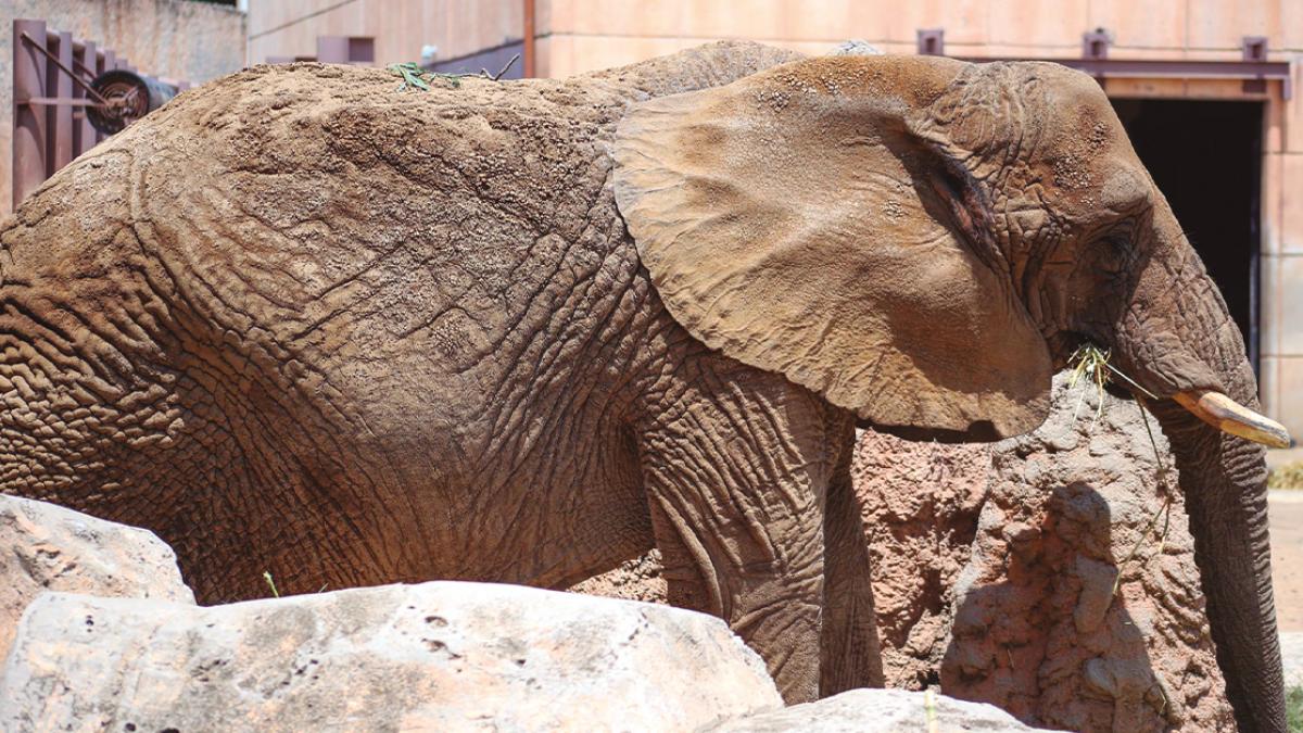 Más muertes que nacimientos, en Zoológico de San Juan de Aragón