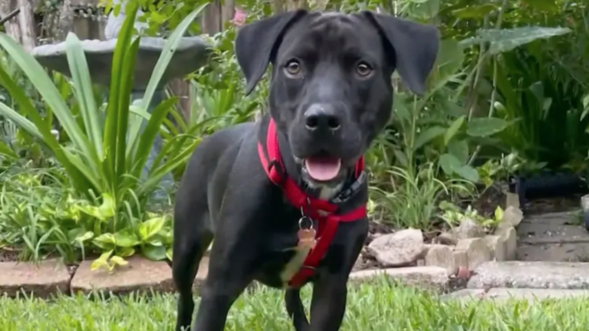 Lomito recién adoptado permanece junto a su dueña durante dos días que estuvo inconsciente y desaparecida