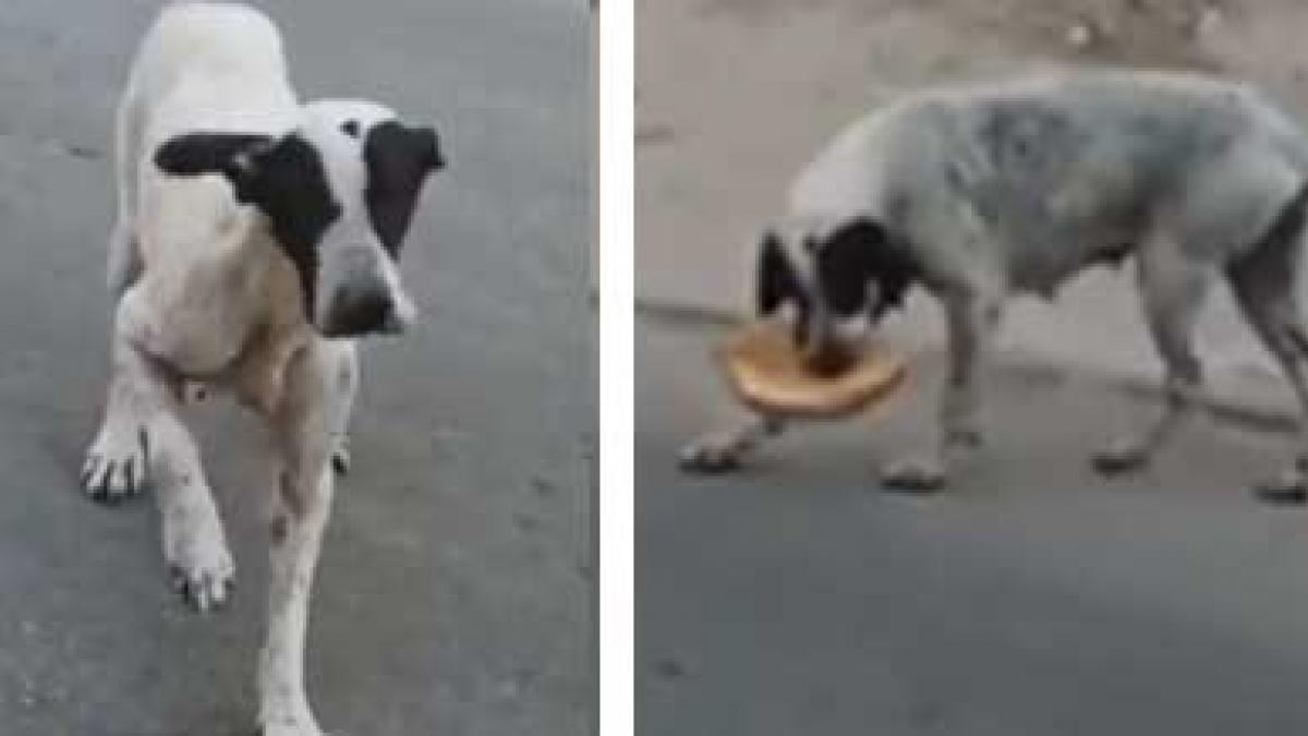 "Te amo perrito estafador": "Lomito" finge lesión en una pata para conseguir alimento