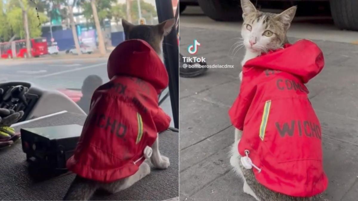 Conoce a "Wicho", gatito rescatado que "trabaja" junto a Bomberos de la CDMX (VIDEO)