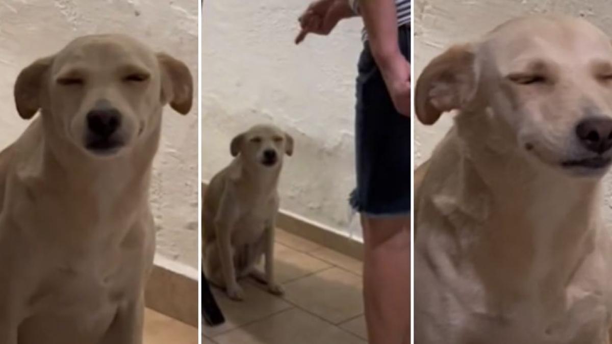 Perrita se vuelve viral por su cara al ser regañada: "si cierro los ojos, no escucho" (VIDEO)