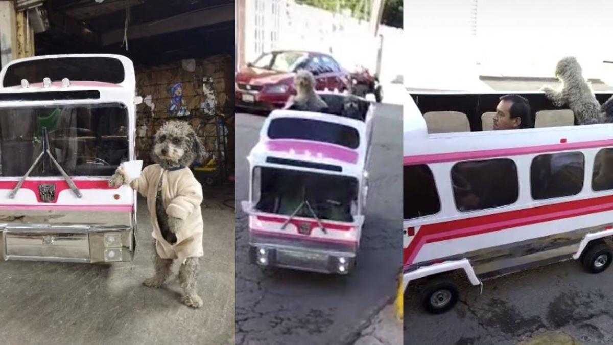 Perrobús: Hombre crea mini autobús para pasear a perritos en Teotihuacán (VIDEOS)