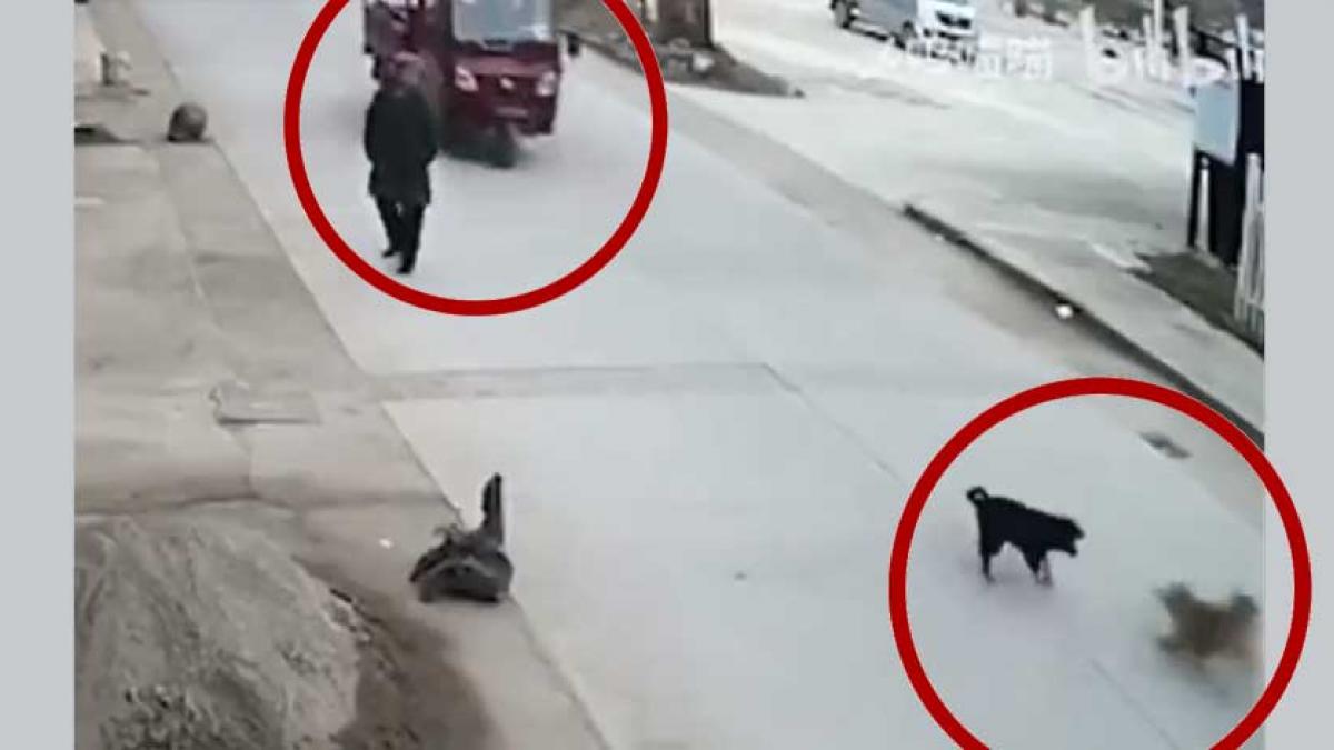 ¡Cuidado “Lomito”!: Perro salva a su amigo de ser atropellado por un vehículo en la calle (VIDEO)