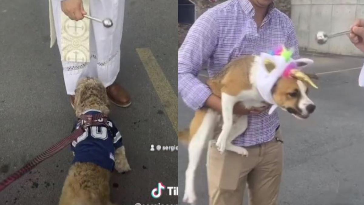 Mamá manda a su hijo a bendecir a sus perritos a la Iglesia: "Les pones perfume" (VIDEO)